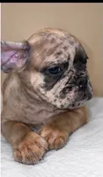 Rocco, a male French Bulldog for sale in Charlotte, NC – 2 of 2