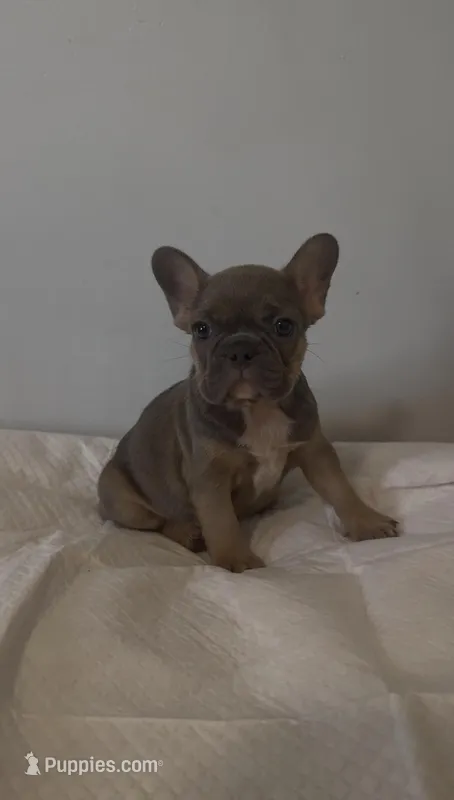 Jazz – French Bulldog puppy for sale in Charlotte, NC