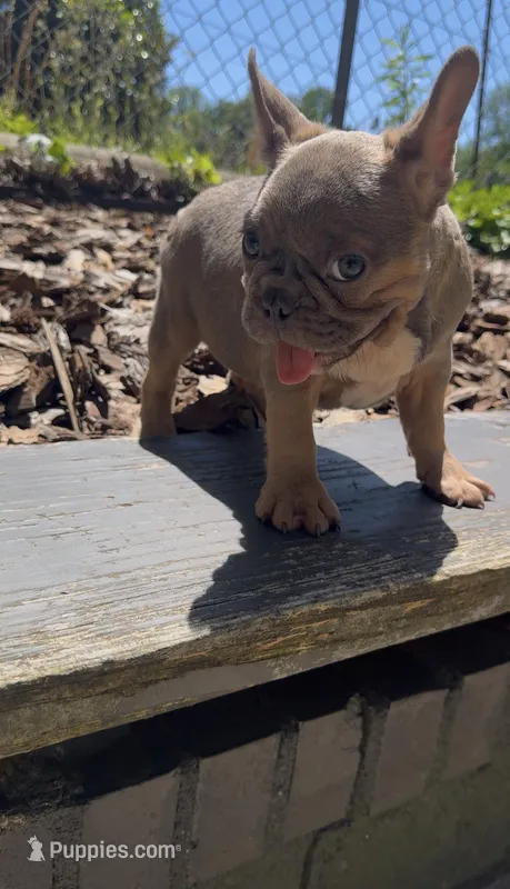 Jazz – French Bulldog puppy for sale in Charlotte, NC