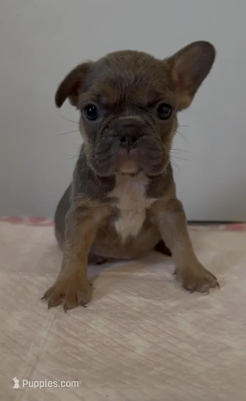 Jazz – French Bulldog puppy for sale in Charlotte, NC