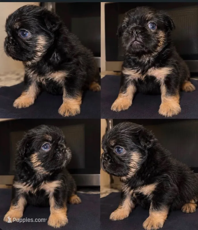 Onyx – French Bulldog puppy for sale in Charlotte, NC