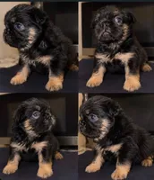 Onyx, a male French Bulldog for sale in Charlotte, NC – 1 of 1