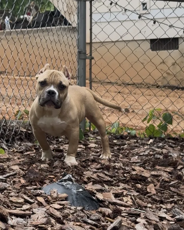 Kong – American Bully puppy for sale in Charlotte, NC