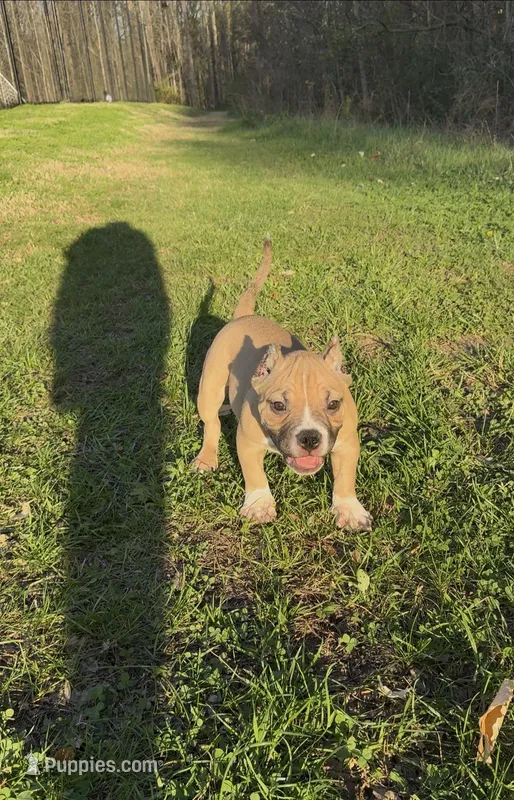 Kong, a male American Bully for sale in Charlotte, NC – Photo 1 of 1