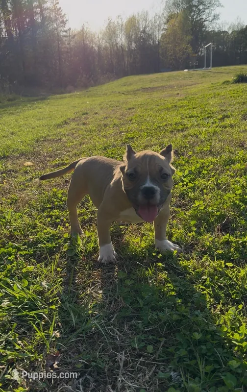 Kong – American Bully puppy for sale in Charlotte, NC