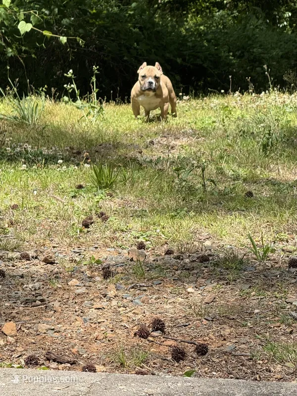 Kong – American Bully puppy for sale in Charlotte, NC