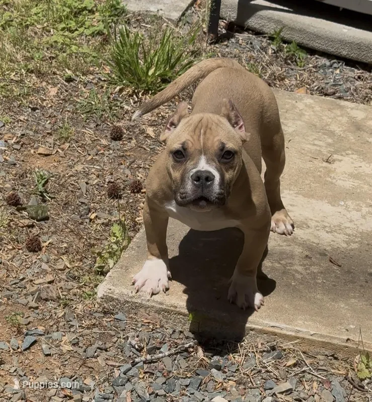 Kong – American Bully puppy for sale in Charlotte, NC
