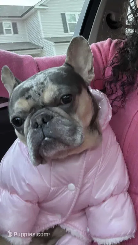 Cindy – French Bulldog puppy for sale in Charlotte, NC