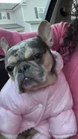 Cindy, a female French Bulldog for sale in Charlotte, NC – 1 of 1