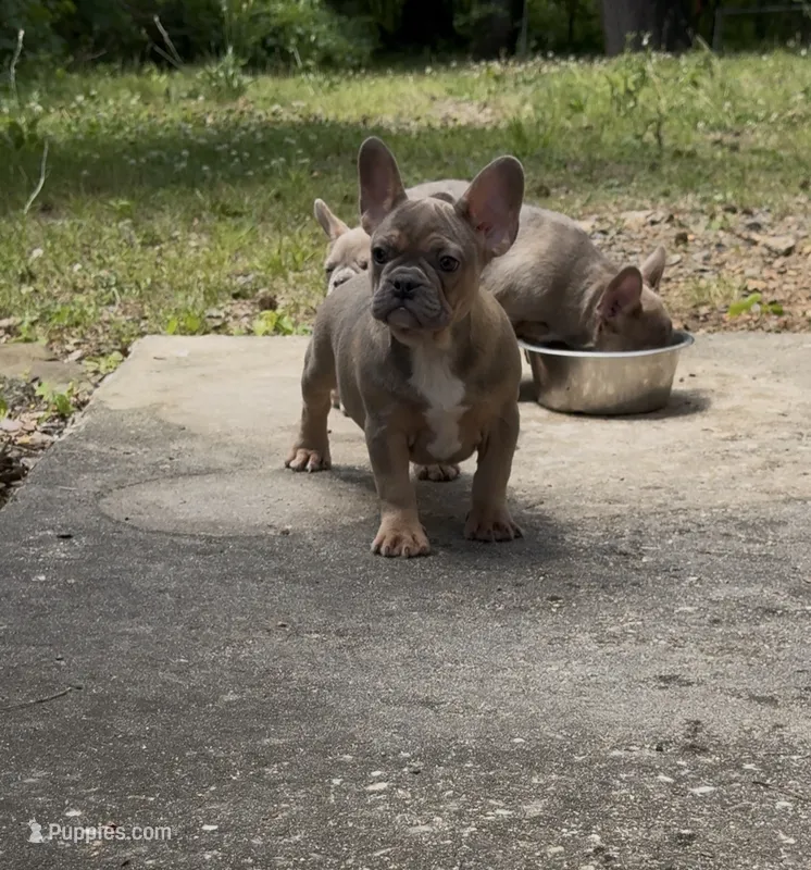 Jazz – French Bulldog puppy for sale in Charlotte, NC