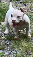 Pebbles, a female American Bully for sale in Charlotte, NC – 1 of 2