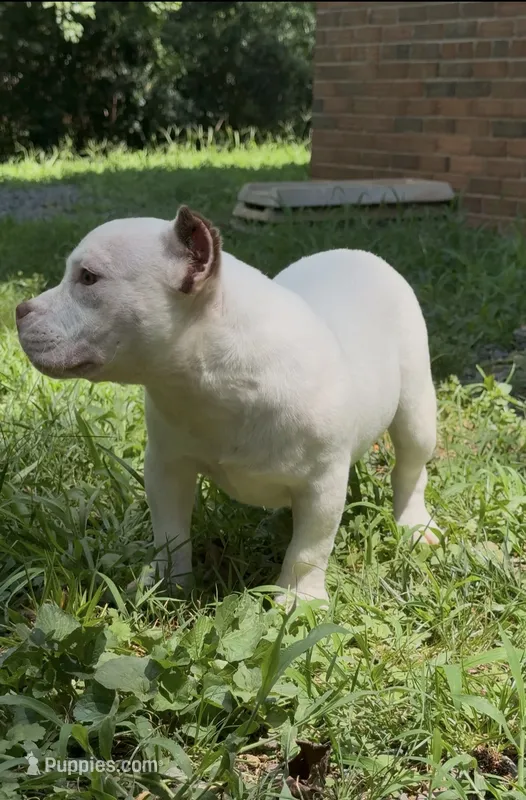 Pebbles – American Bully puppy for sale in Charlotte, NC