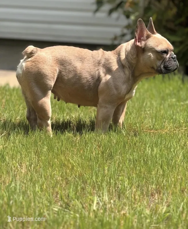 Chanel – French Bulldog puppy for sale in Charlotte, NC