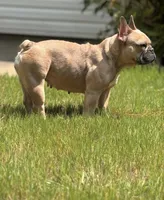 Chanel, a female French Bulldog for sale in Charlotte, NC – 1 of 1