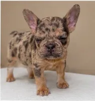 Jax, a male French Bulldog for sale in Charlotte, NC – 3 of 3