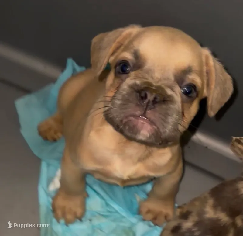 Tank  – French Bulldog puppy for sale in Charlotte, NC
