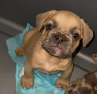 Tank , a male French Bulldog for sale in Charlotte, NC – 1 of 1