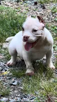 Pebbles, a female American Bully for sale in Charlotte, NC – 2 of 2