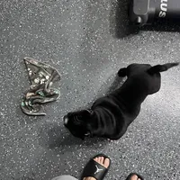 Tuxedo, a male American Bully for sale in Orlando, FL – Photo 2 of 5