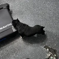 Tuxedo, a male American Bully for sale in Orlando, FL – Photo 5 of 5