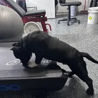 Tuxedo, a male American Bully for sale in Orlando, FL – Photo 4 of 5