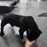 Tuxedo, a male American Bully for sale in Orlando, FL – Photo 3 of 5