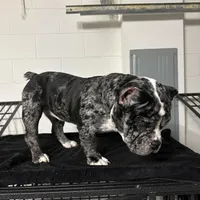 Haze, a female American Bully for sale in Orlando, FL – Photo 1 of 6