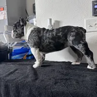 Haze, a female American Bully for sale in Orlando, FL – Photo 4 of 6