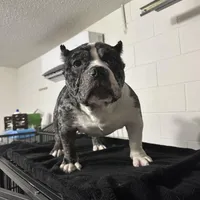 Haze, a female American Bully for sale in Orlando, FL – Photo 6 of 6