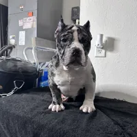 Haze, a female American Bully for sale in Orlando, FL – Photo 2 of 6