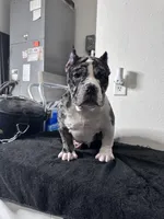 Haze, a female American Bully for sale in Orlando, FL – Photo 2 of 6