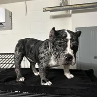 Haze, a female American Bully for sale in Orlando, FL – Photo 5 of 6