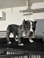 Haze, a female American Bully for sale in Orlando, FL – Photo 5 of 6