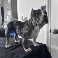 Haze, a female American Bully for sale in Orlando, FL – Photo 3 of 6