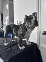 Haze, a female American Bully for sale in Orlando, FL – Photo 3 of 6