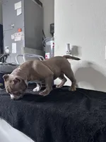 Nala, a female American Bully for sale in Orlando, FL – Photo 5 of 6