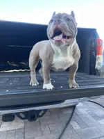 Nala, a female American Bully for sale in Orlando, FL – Photo 3 of 6