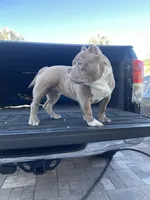 Nala, a female American Bully for sale in Orlando, FL – Photo 1 of 6