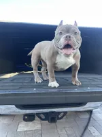 Nala, a female American Bully for sale in Orlando, FL – Photo 6 of 6