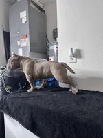 Nala, a female American Bully for sale in Orlando, FL – Photo 2 of 6