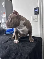 Nala, a female American Bully for sale in Orlando, FL – Photo 4 of 6