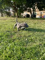 7ven, a male American Bully for sale in Orlando, FL – Photo 4 of 4