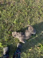 7ven, a male American Bully for sale in Orlando, FL – Photo 3 of 4