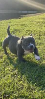 7ven, a male American Bully for sale in Orlando, FL – Photo 1 of 4