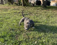 7ven, a male American Bully for sale in Orlando, FL – Photo 2 of 4