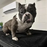 Harlequin, a female American Bully for sale in Orlando, FL – Photo 1 of 6