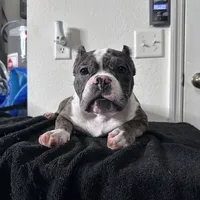 Harlequin, a female American Bully for sale in Orlando, FL – Photo 5 of 6