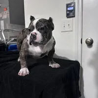 Harlequin, a female American Bully for sale in Orlando, FL – Photo 4 of 6