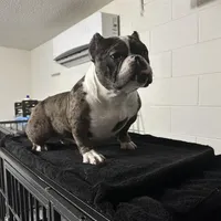 Harlequin, a female American Bully for sale in Orlando, FL – Photo 6 of 6