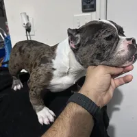Harlequin, a female American Bully for sale in Orlando, FL – Photo 3 of 6
